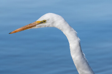 Great Egret (Ardea alba)