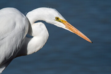 Great Egret (Ardea alba)