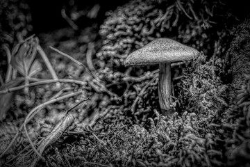 A small mushroom grows on the ground, surrounded by moss and leaves, at the side of a tree along...