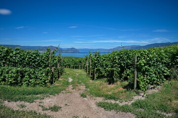 Fototapeta na wymiar Scenic view of the lake with vineyard in front