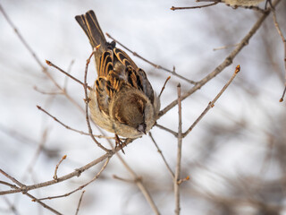 Sparrow sits on a branch without leaves.