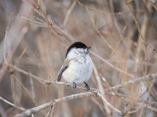 Obraz premium Cute bird the willow tit, song bird sitting on a branch without leaves in the winter.