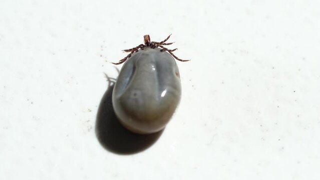 Isolated Single Big Fat Tick On A White Surface. Close Up