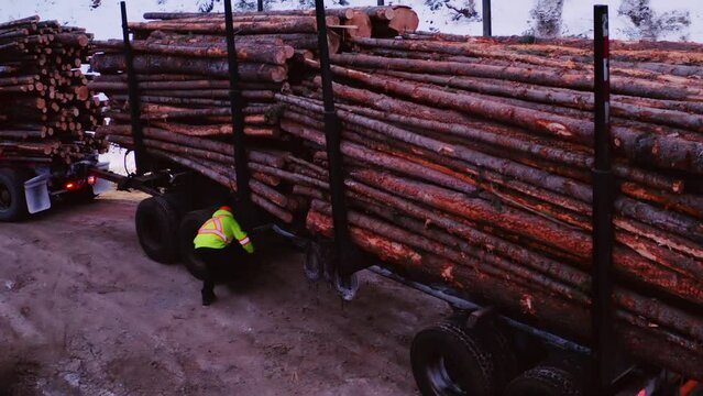 Trucker logger employee ties up a timber load on his 18 wheeler truck in timber logging camp. Drone crane down, 4k, part of large series.