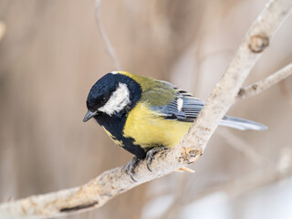 Cute bird Great tit, songbird sitting on a branch without leaves in the autumn or winter.