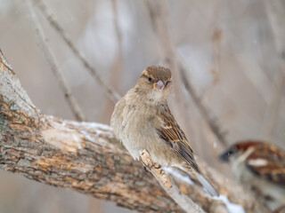 Sparrow sits on a branch without leaves.