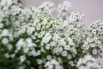 Small summer flowers. Bloomed on a warm summer afternoon.