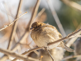 Sparrow sits on a branch without leaves.