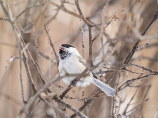 Cute bird the willow tit, song bird sitting on a branch without leaves in the winter.