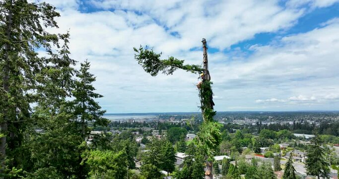 Tree Cutting Service Climber Cuts the Final Two Limbs From Gigantic Douglas Fir Aerial