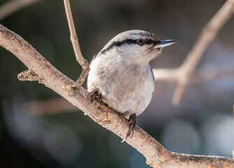 Eurasian nuthatch or wood nuthatch, lat. Sitta europaea, sitting on a tree branch with a blurred background.