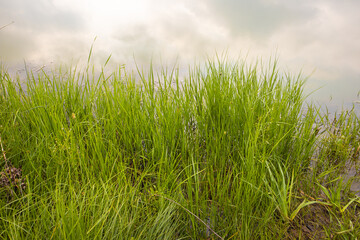 Obraz premium Green grass swamp on the bank of a river or pond, a view from the shore of the clouds reflected in the water