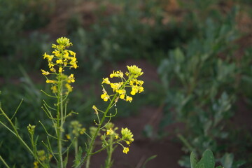 Life in the dnrnvn, with clean grass and beautiful nature