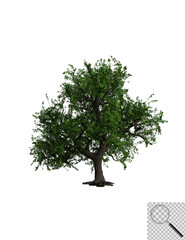 Illustration eines Laubbaums auf transporentem Hintergrund. 3D-Darstellung.
