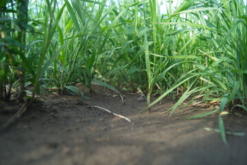 Life in the dnrnvn, with clean grass and beautiful nature