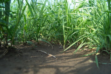 Life in the dnrnvn, with clean grass and beautiful nature