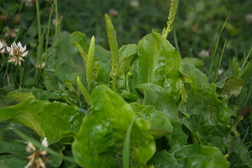 Life in the dnrnvn, with clean grass and beautiful nature