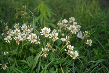 Life in the dnrnvn, with clean grass and beautiful nature