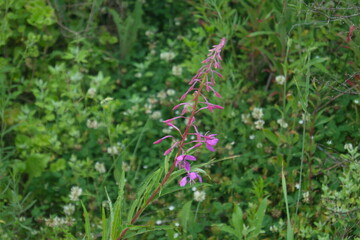 Life in the dnrnvn, with clean grass and beautiful nature