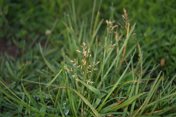 Life in the dnrnvn, with clean grass and beautiful nature