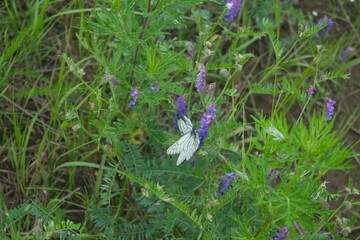 Life in the dnrnvn, with clean grass and beautiful nature