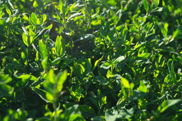 Life in the dnrnvn, with clean grass and beautiful nature