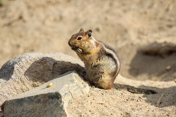 Chipmunk eating on Mount Rainier