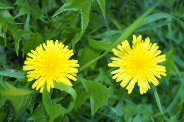 Summer forest flowers