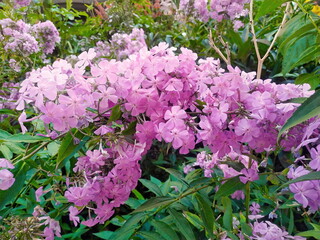 Summer forest pink flowers