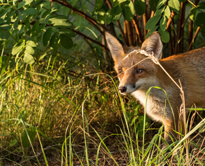 Ein Jungfuchs schaut unter dem Gebüsch hervor