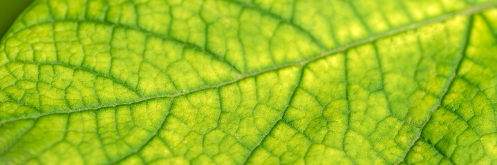 Texture of a green leaf close-up. macro photography. Use as background for text