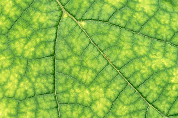 Texture of a green leaf close-up. macro photography. Use as background for text