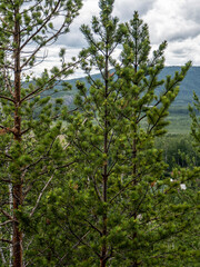 beautiful view of the wooded Ural mountains
