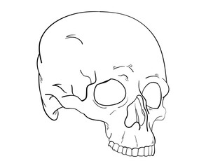 skull lineart
