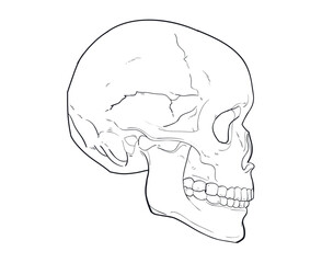 skull lineart