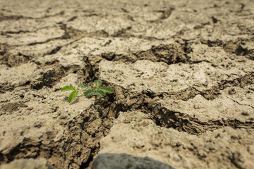 closeup cracks in dry ground. Cracked surface