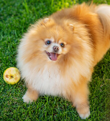 Small fluffy dog breed pomeranian red color sitting on the lawn at home in summer