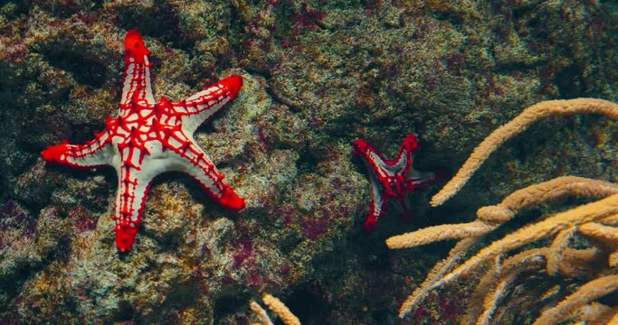 Red knob sea star, spine species of starfish from the Indo-Pacific. Five arms. Skeleton supports large central disk. Indian shallow ocean water. Sandy muddy seabeds. Carnivorous animals. Close-up.