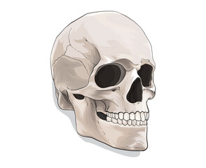 Obraz premium skull