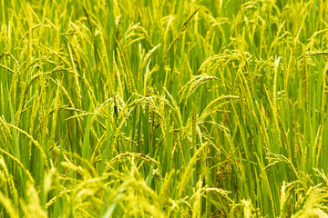 Close up to thai rice seeds in ear of paddy