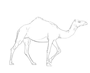 camel lineart
