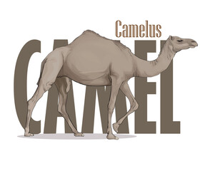 camel craft