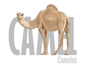 camel craft
