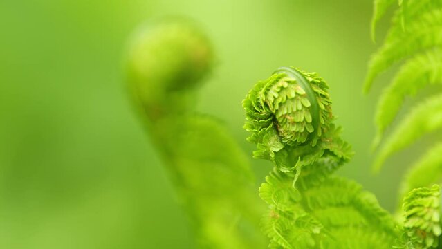 Fern leaves foliage in the forest. Young leaves of matteuccia struthiopteris, ostrich fern. Macro shot.