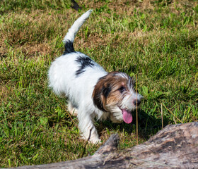 petit basset griffon vendeen