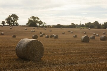 Fototapeta premium Scenic view of hay bale on farm field