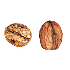 Walnut watercolor isolated on white background, great design for any purposes.