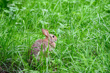 Brown wild rabbit grazing on tall greens, grass and weeds, in parkland
