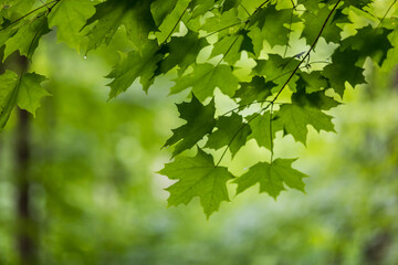 green maple leaves