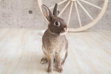 うさぎ・スタジオ撮影